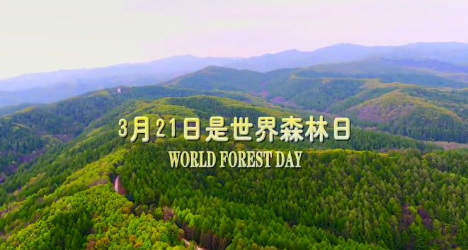 3月21日世界森林日