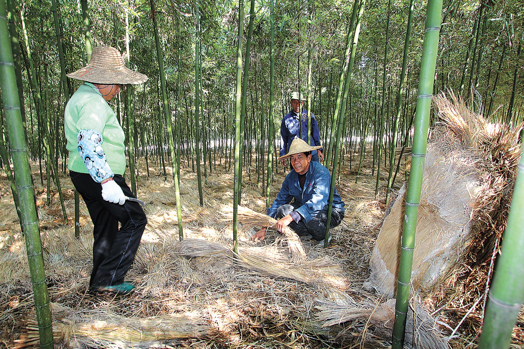 从两根母竹到30亿元惠民产业